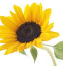 L'anza Healing Curls - Curl Therapy Leave In Conditioner 5.4 oz. - AdrianaBeautySupply II